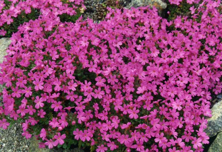 Erinus alpinus 'Dr Hähnle'